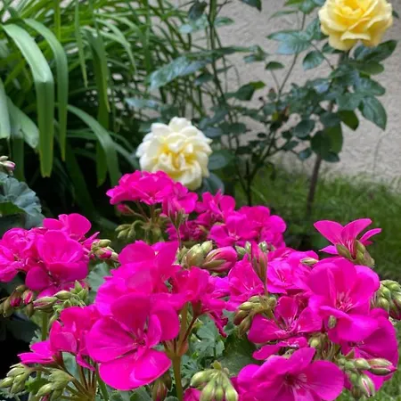 Balatonair Vendeghaz Balatonfüred