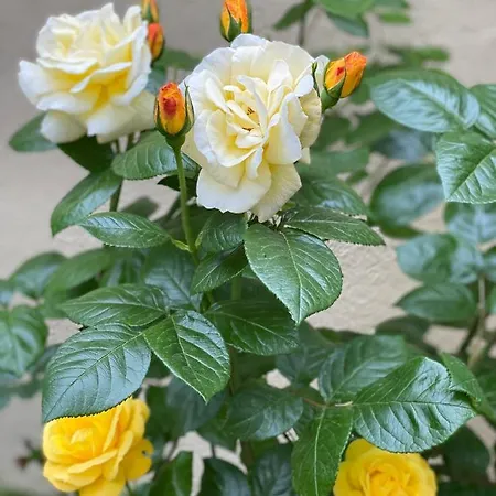 Balatonair Vendeghaz Pensionat 3*