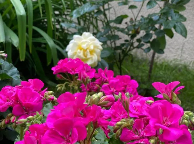 Balatonair Vendeghaz バラトンフレド