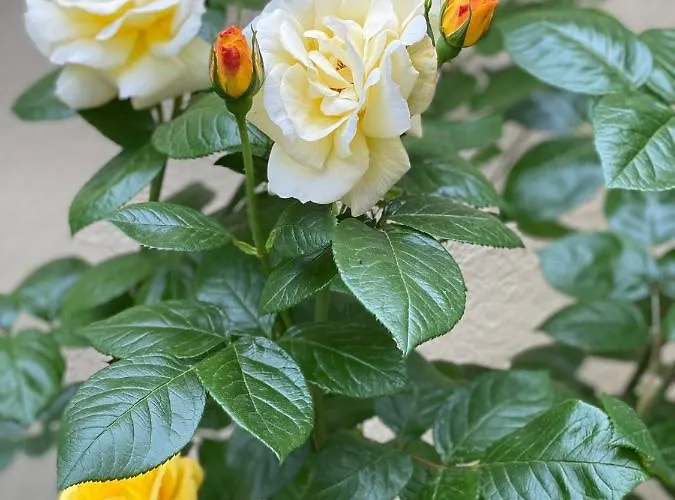 Balatonair Vendeghaz ゲストハウス 3*